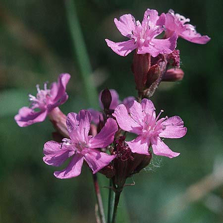 Silene viscaria \ Gewhnliche Pechnelke, D Vorpommern, Peene-Wiesen Gützkow 13.6.2000