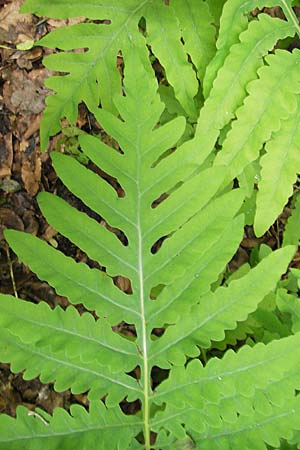 Onoclea sensibilis \ Perl-Farn / Sensible Fern, D Nussloch 13.7.2009