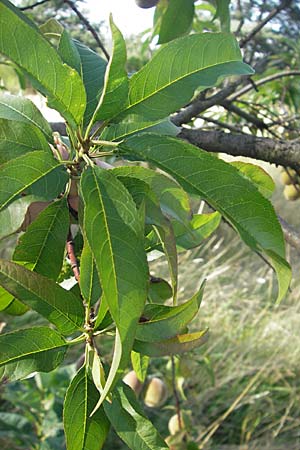 Prunus persica \ Pfirsich / Peach, D Waghäusel 30.7.2009