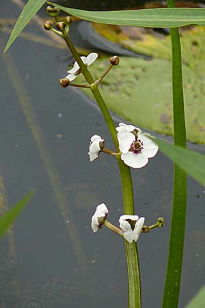 Sagittaria sagittifolia \ Gewhnliches Pfeilkraut, D Dettenheim-Russheim 25.8.2008