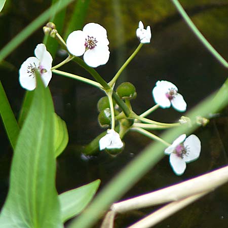 Sagittaria sagittifolia \ Gewhnliches Pfeilkraut / Arrowhead, D Dettenheim-Russheim 25.8.2008