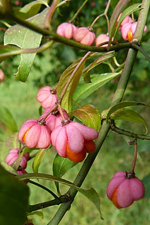 Euonymus europaeus / Spindle, D Mannheim 21.9.2008