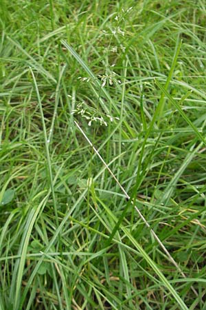 Poa trivialis \ Gewhnliches Rispengras, D Odenwald, Neckargemünd-Mückenloch 13.9.2010