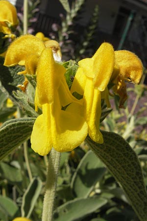 Phlomis fruticosa \ Strauchiges Brandkraut / Jerusalem Sage, D  23.6.2012