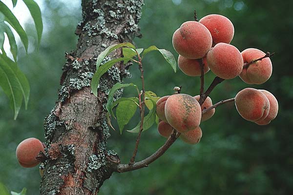 Prunus persica \ Pfirsich / Peach, D Pforzheim 1.9.1990