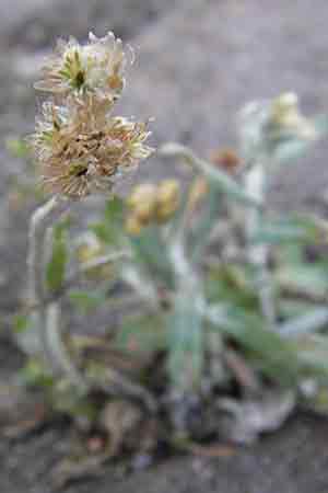 Helichrysum luteoalbum / Jersey Everlasting Daisy, D Heidelberg 30.7.2009