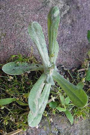 Helichrysum luteoalbum \ Gelbweies Schein-Strohblume / Jersey Everlasting Daisy, D Heidelberg 30.7.2009