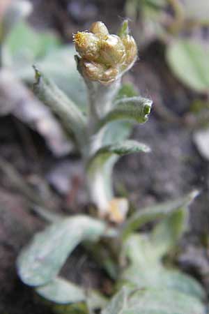 Helichrysum luteoalbum / Jersey Everlasting Daisy, D Heidelberg 30.7.2009