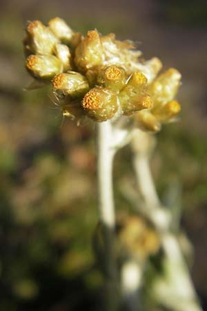 Helichrysum luteoalbum \ Gelbweies Schein-Strohblume, D Heidelberg 30.7.2009