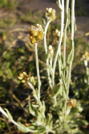 Helichrysum luteoalbum \ Gelbweies Schein-Strohblume, D Heidelberg 30.7.2009