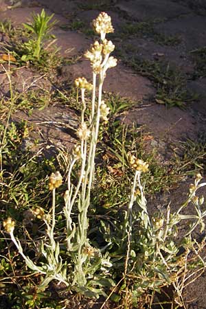 Helichrysum luteoalbum / Jersey Everlasting Daisy, D Heidelberg 30.7.2009