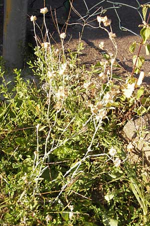 Helichrysum luteoalbum / Jersey Everlasting Daisy, D Heidelberg 30.7.2009