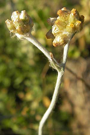 Helichrysum luteoalbum \ Gelbweies Schein-Strohblume, D Heidelberg 30.7.2009