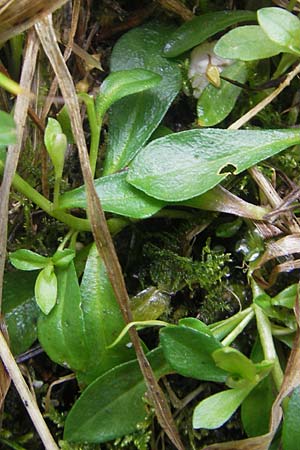 Polygala alpestris / Alpine Milkwort, D Berchtesgaden 20.6.2011