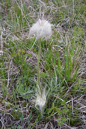 Pulsatilla grandis \ Groe Kuhschelle, D Eching 3.5.2014