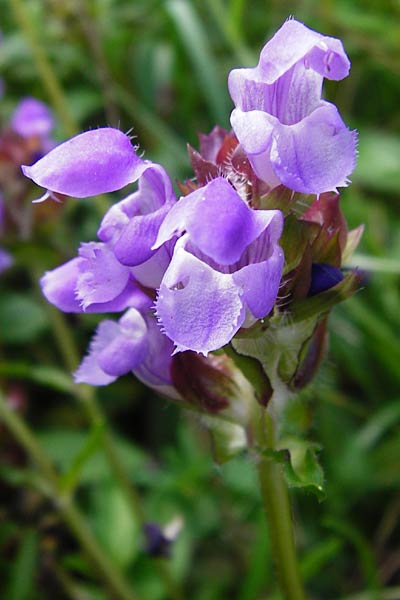 Prunella grandiflora \ Groe Braunelle / Large Selfheal, D Bruchsal 12.8.2014