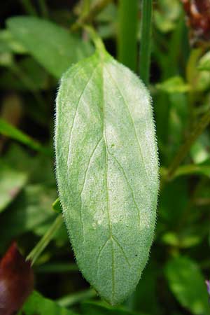 Prunella grandiflora / Large Selfheal, D Bruchsal 12.8.2014