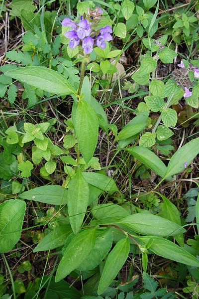 Prunella grandiflora \ Groe Braunelle, D Bruchsal 12.8.2014