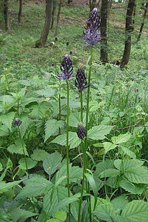 Phyteuma nigrum \ Schwarze Teufelskralle / Black Rampion, D Ramsen 21.5.2006