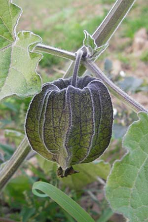 Physalis peruviana \ Kap-Stachelbeere, Andenbeere / Cape Gooseberry, D Leutershausen 13.10.2008