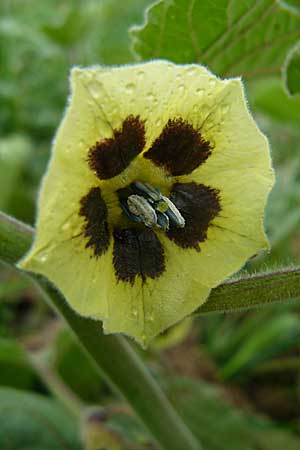 Physalis peruviana \ Kap-Stachelbeere, Andenbeere / Cape Gooseberry, D Leutershausen 12.9.2008