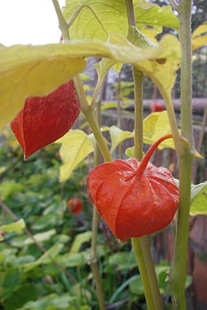 Physalis alkekengi \ Judenkirsche, Lampionblume, D Mannheim 3.10.2010