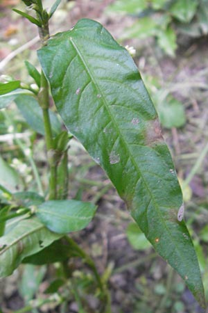 Persicaria hydropiper \ Wasserpfeffer-Knterich, Pfeffer-Knterich / Water-Pepper, D Odenwald, Schönau 13.10.2010