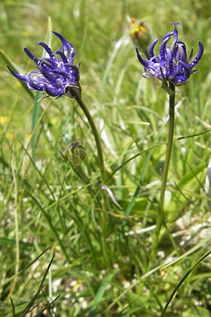 Phyteuma hemisphaericum \ Halbkugelige Teufelskralle / Horned Rampion, D Oberstdorf 22.6.2011