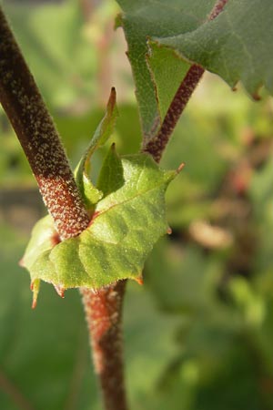 Platanus x hispanica \ Bastard-Platane, D Mannheim 9.10.2011