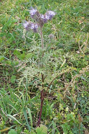 Phacelia tanacetifolia \ Bschelschn, Bienenfreund, D Deidesheim 27.10.2011