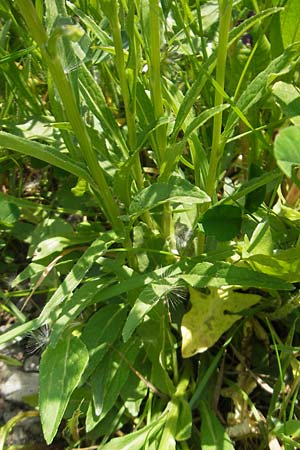 Phyteuma orbiculare \ Kugel-Rapunzel / Round-Headed Rampion, D Rhön, Wasserkuppe 30.5.2012