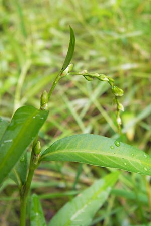 Persicaria hydropiper \ Wasserpfeffer-Knöterich, Pfeffer-Knöterich / Water-Pepper, D Eberbach 17.7.2012