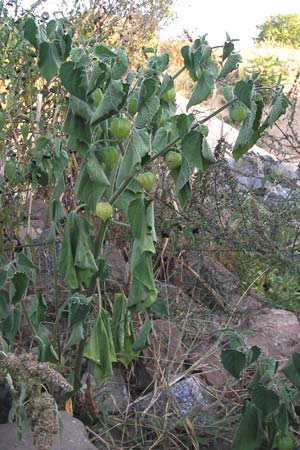 Physalis peruviana / Cape Gooseberry, D Viernheim 10.9.2012