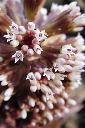 Petasites hybridus \ Gewhnliche Pestwurz / Butterbur, D Hassenbach 27.3.2014