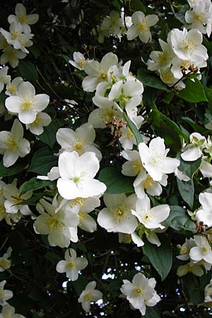 Philadelphus coronarius \ Europischer Pfeifenstrauch, Falscher Jasmin, D Hemsbach 27.5.2014