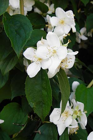 Philadelphus coronarius \ Europischer Pfeifenstrauch, Falscher Jasmin / Sweet Mock Orange, English Dogwood, D Obernzell an der Donau 11.6.2014