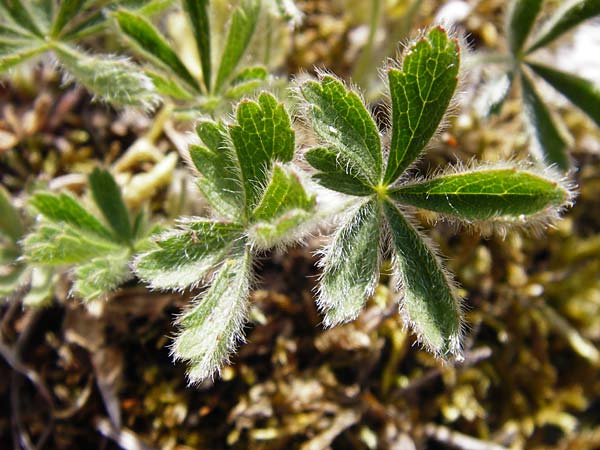 Potentilla heptaphylla \ Siebenblttriges Fingerkraut, D Weltenburg 14.6.2014