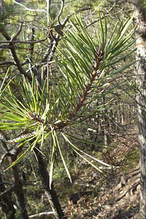 Pinus sylvestris, Wald-Kiefer