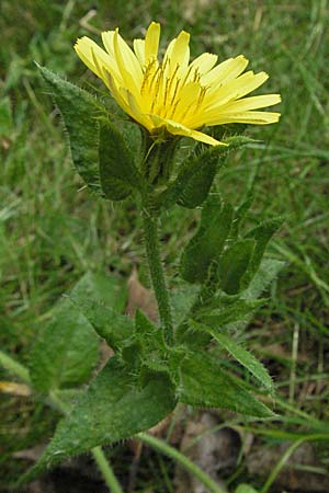 Picris echioides / Bristly Ox-Tongue, D Pfalz, Speyer 28.7.2007