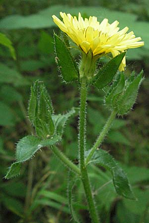 Picris echioides \ Wurm-Lattich, Natternkopf-Bitterkraut, D Pfalz, Speyer 28.7.2007