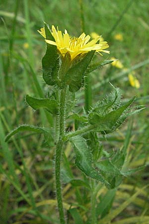 Picris echioides \ Wurm-Lattich, Natternkopf-Bitterkraut / Bristly Ox-Tongue, D Pfalz, Speyer 28.7.2007