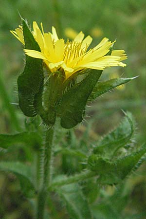 Picris echioides \ Wurm-Lattich, Natternkopf-Bitterkraut / Bristly Ox-Tongue, D Pfalz, Speyer 28.7.2007