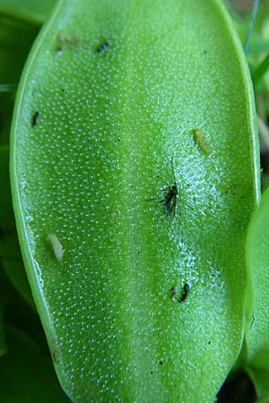 Pinguicula vulgaris \ Gemeines Fettkraut, D Schwarzwald, Feldberg 29.6.2008