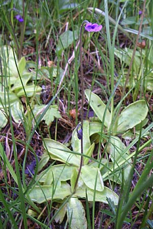 Pinguicula vulgaris \ Gemeines Fettkraut / Common Butterwort, D Schwarzwald/Black-Forest, Feldberg 29.6.2008