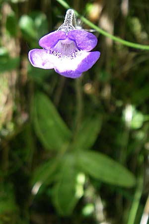 Pinguicula vulgaris \ Gemeines Fettkraut / Common Butterwort, D Schwarzwald/Black-Forest, Feldberg 29.6.2008