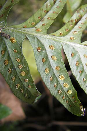 Polypodium interjectum / Intermediate Polypody, D Hemsbach 30.3.2009