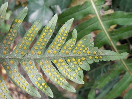 Polypodium vulgare \ Gewhnlicher Tpfelfarn, D Zwingenberg an der Bergstraße 14.9.2009