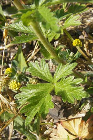 Potentilla intermedia \ Mittleres Fingerkraut / Downy Cinquefoil, Russian Cinquefoil, D Karlsruhe 20.5.2011