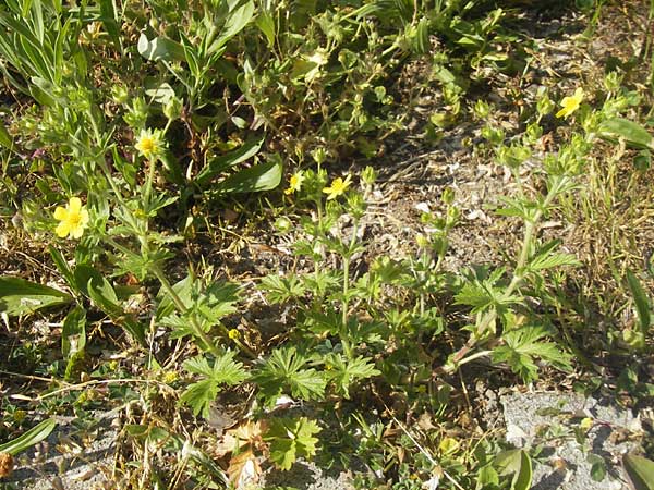 Potentilla intermedia / Downy Cinquefoil, Russian Cinquefoil, D Karlsruhe 20.5.2011