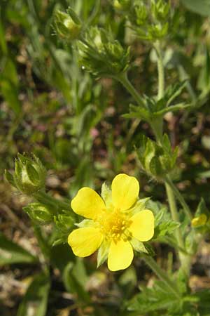 Potentilla intermedia / Downy Cinquefoil, Russian Cinquefoil, D Karlsruhe 20.5.2011